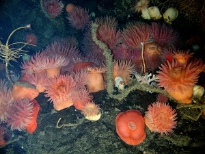 Deep Sea Biology
